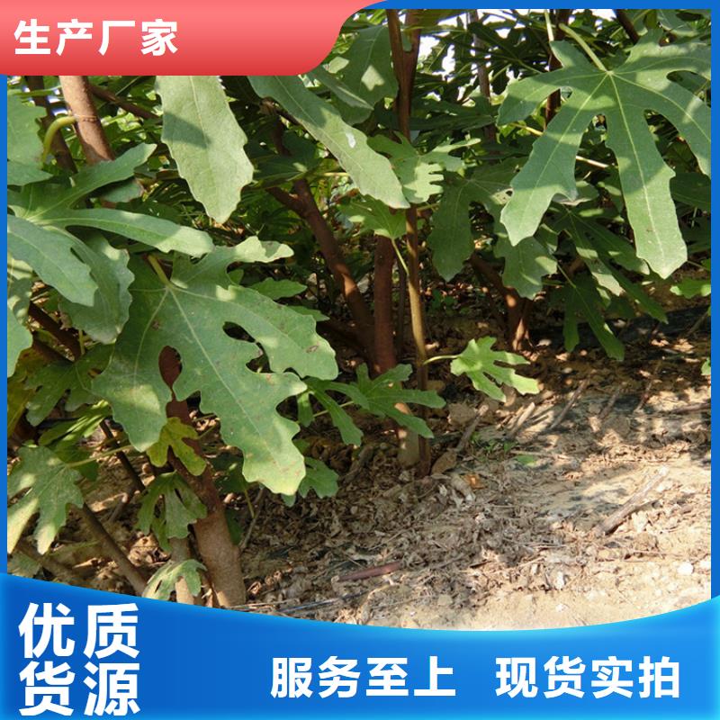 源头厂家直供，无花果桃树苗支持来图定制，网络销售开启新篇章